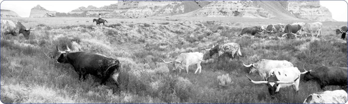 Steers grazing